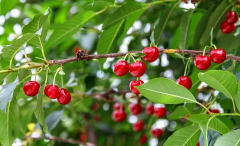 Ripe Red Cherries Hanging on Tree Branch with Green Leave Stock Photos