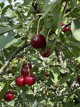 Ripe Red Cherries Hanging from a Tree Branch in Sunlight 스톡 사진