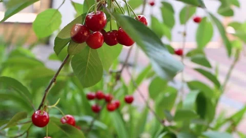 Ripe red cherries in the sun. Fruit harvest in the garden Stock Footage 155816775