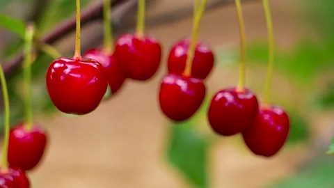 Ripe red cherries on a sunlit branch Stock Footage 340897874
