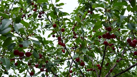 Ripe red cherries on a sunlit branch Stock Footage 340898006