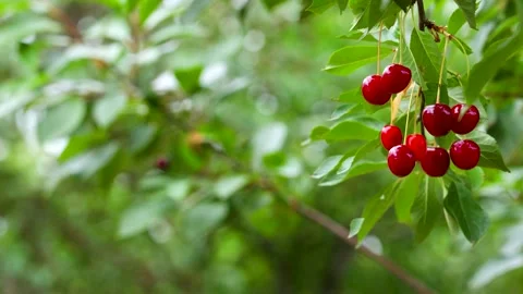 Ripe red cherries on a sunlit branch Stock Footage 340898029