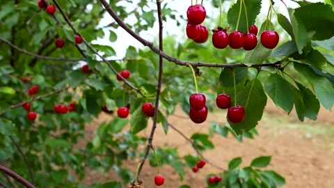 Ripe red cherries on a sunlit branch Stock Footage 340898064