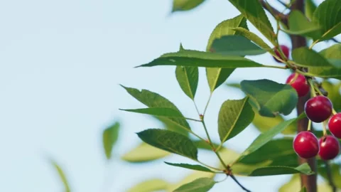 Ripe red cherries on a tree branch against a blue sky Stock Footage 132193541
