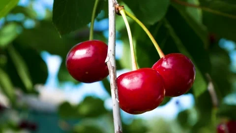Ripe red cherries on a tree branch in the garden. Close-up. Stock Footage 277443133