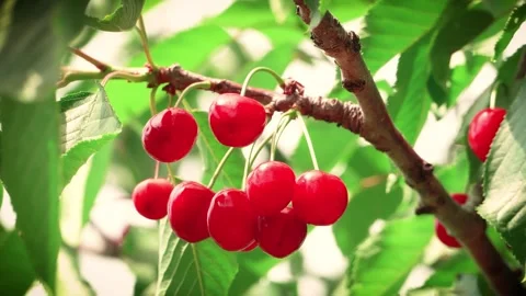 Ripe Red Cherries on Tree Branch in Gentle Wind Stock Footage 336791584