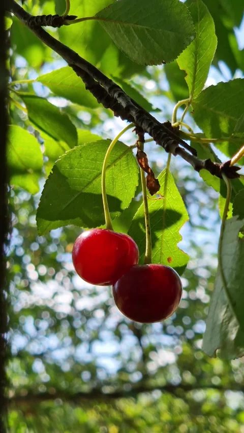 Ripe red cherries on a tree branch Stock Footage 340846578