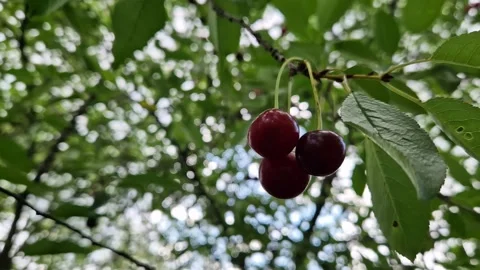 Ripe red cherries on a tree branch close-up Stock Footage 340846590