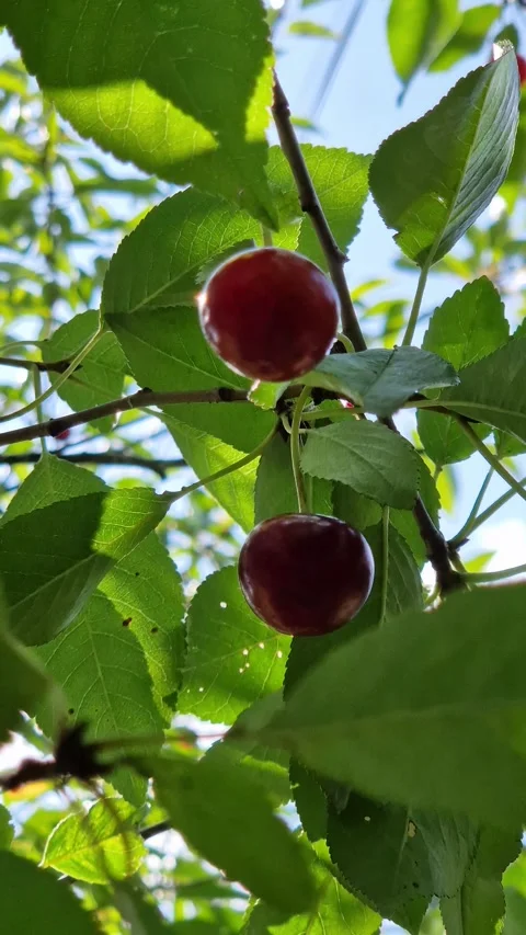 Ripe red cherries on a tree branch Stockbeeldmateriaal 340846631