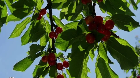Ripe red cherries on tree grain. With blue sky background. Stock Footage 80904154