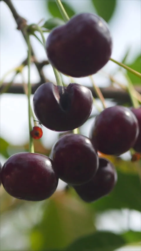 Ripe Red Cherries on Tree. Vertical. Stock Footage 276490927