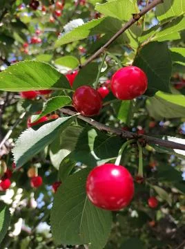 Ripe red cherry berries hang on the tree in green leaves Stock Photos