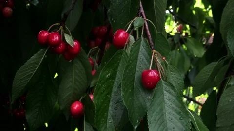 Ripe red cherry berries on a tree with leaves in the summer after rain Stock Footage 161111825