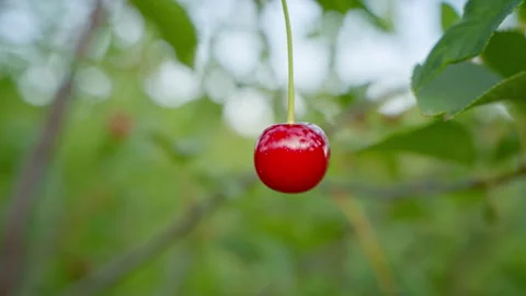 Ripe red cherry berry, close-up. Stock Footage 244949002