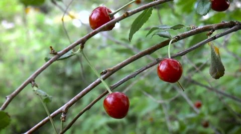 Ripe red cherry on the branch Stock Footage 68288546