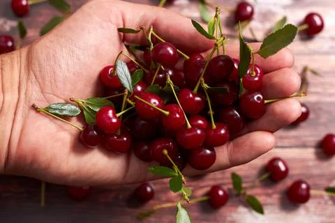 Ripe, red cherry in the hands of a man against the background of scattered be Stock Photos