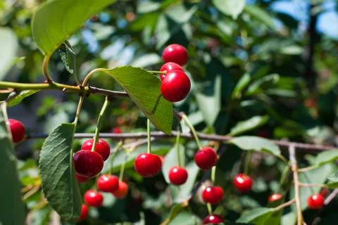 Ripe red cherry o Stock Photos