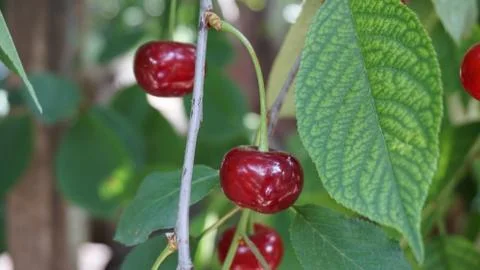 Ripe red cherry Foto stock