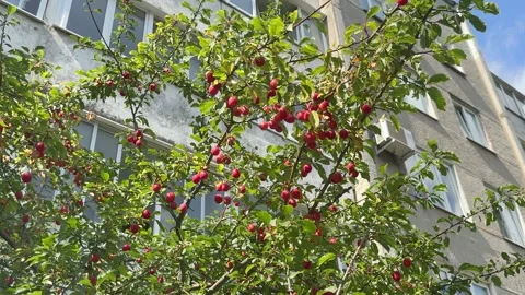 Ripe red cherry plums on green tree branches near an apartment building Stock Footage 341830093