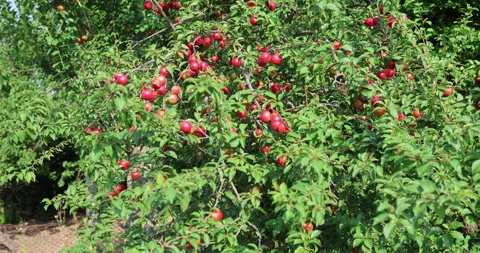 Ripe red cherry plums hanging on a tree branch in a summer garden orchard. Stock Footage 340315372