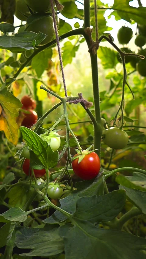 Ripe red cherry tomatoes growing in a greenhouse Stock Footage 341327053