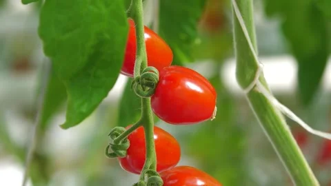 Ripe Red Cherry Tomatoes Growing on Vine Video stock 346171739