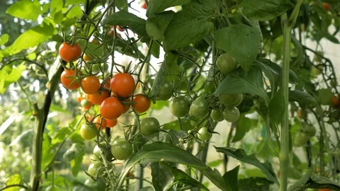 Ripe red cherry tomatoes hanging on a branch Video stock 94542800