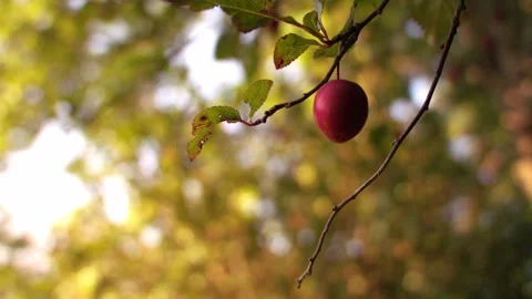 Ripe red cherry on tree branch Stock Footage 339354427