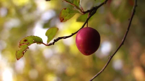 Ripe red cherry on tree branch Stock-Footage 340556801