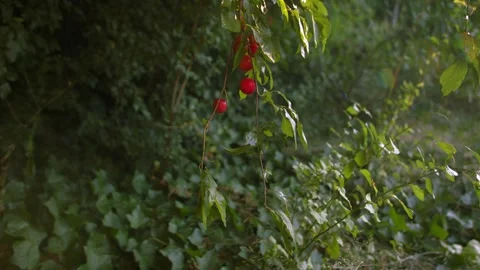Ripe red cherry on tree branch Video stock 344690132