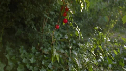 Ripe red cherry on tree branch Stock Footage 346771902