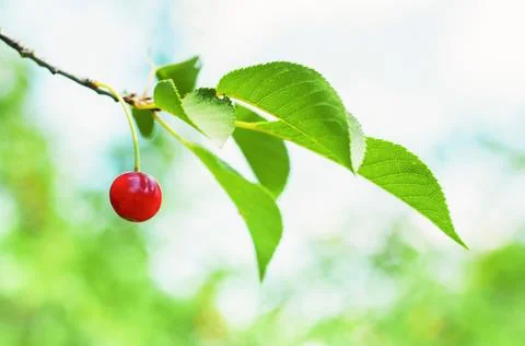 Ripe red cherry on a tree branch, blurred background Stock Photos