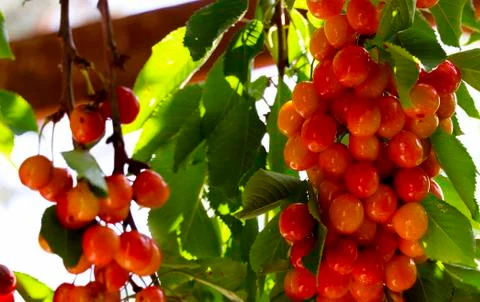 Ripe, red cherry on a tree Stock Photos