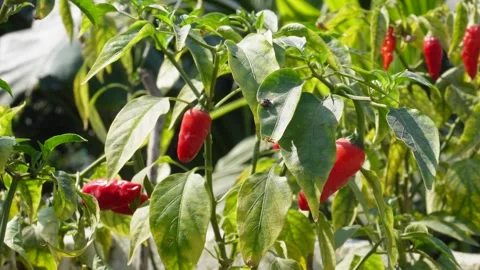 Ripe Red Chilies Hanging Vídeos de archivo 333893181