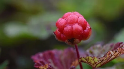 Ripe red cloudberry on a background Stock Footage 138142381