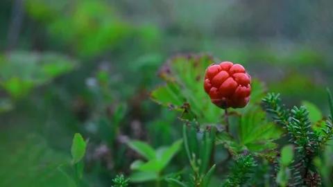 Ripe red cloudberry on a background of green leaves Stock Footage 137767046
