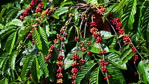 Ripe red coffee beans on tree branch	 Stock Footage 144202622
