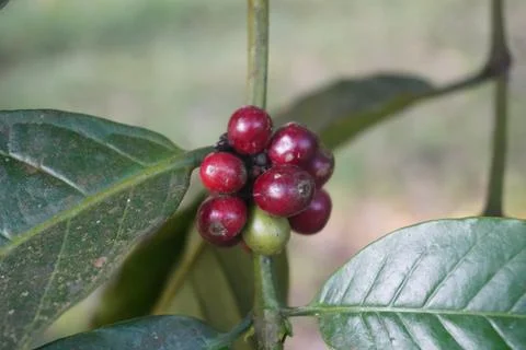 Ripe red coffee beans on trees ready to harvest 스톡 사진