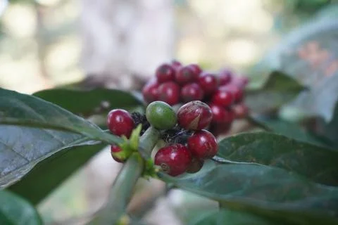 Ripe red coffee beans on trees ready to harvest 스톡 사진