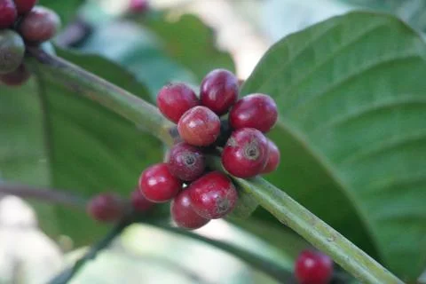 Ripe red coffee beans on trees ready to harvest 스톡 사진