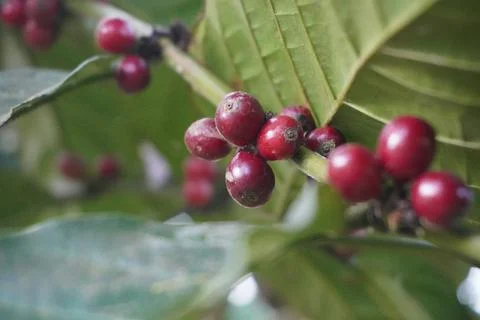 Ripe red coffee beans on trees ready to harvest 스톡 사진