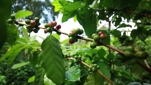 Ripe Red Coffee Cherries Growing on Coffee Tree in Tropical Plantation Stock Footage 337909447