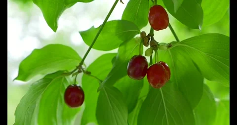 Ripe red Cornelian cherries Stock Footage 342339212