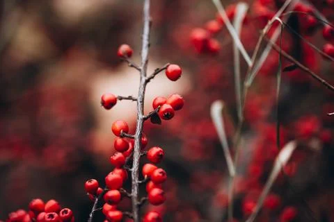 Ripe red cotoneaster berries, close up photo with selective focus. Stock Photos