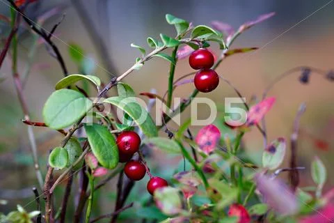 Ripe red cowberry bush branches Stock Photos