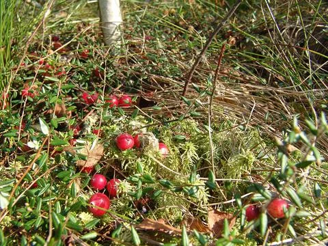 Ripe red cranberries in green moss in a swamp among the grass. 写真素材
