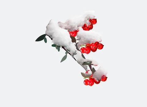 Ripe red cranberries in the snow vector illustration on a transparent background Stock Illustration