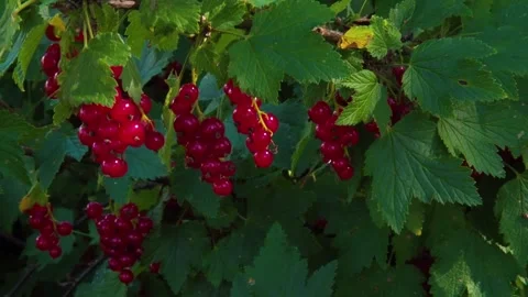 Ripe red currant berries on a bush branch on a sunny day (Ribes rubrum). Stock Footage 168765187