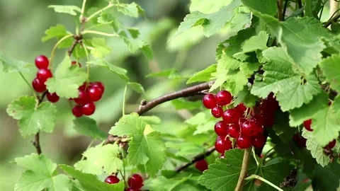Ripe red currant berry Stock Footage 69102373