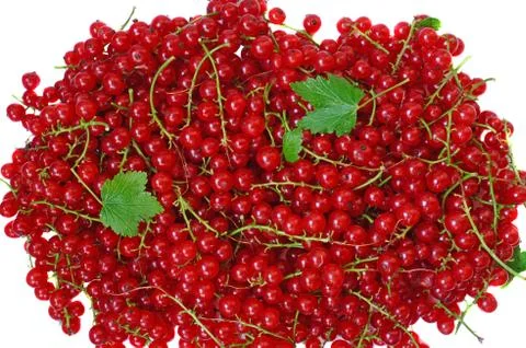 Ripe red currant close-up as background Stock-Fotos